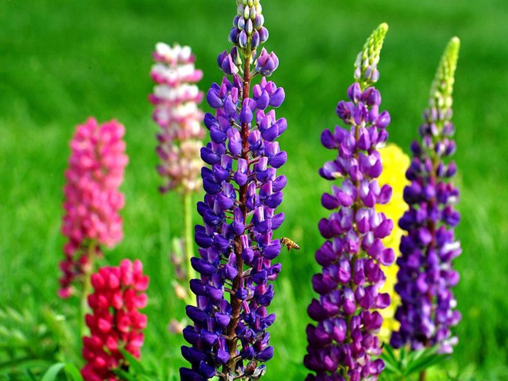 鲁冰花的花语（代表着美丽与哀愁的鲁冰花）