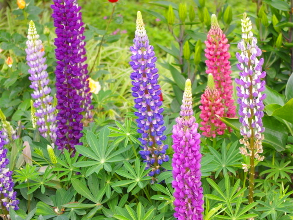 鲁冰花的花语（代表着美丽与哀愁的鲁冰花）