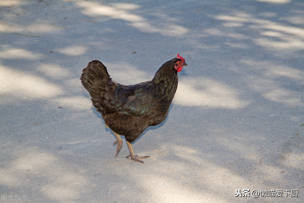 乌鸡蛋和普通鸡蛋的区别（乌鸡蛋和普通鸡蛋差别讲解）