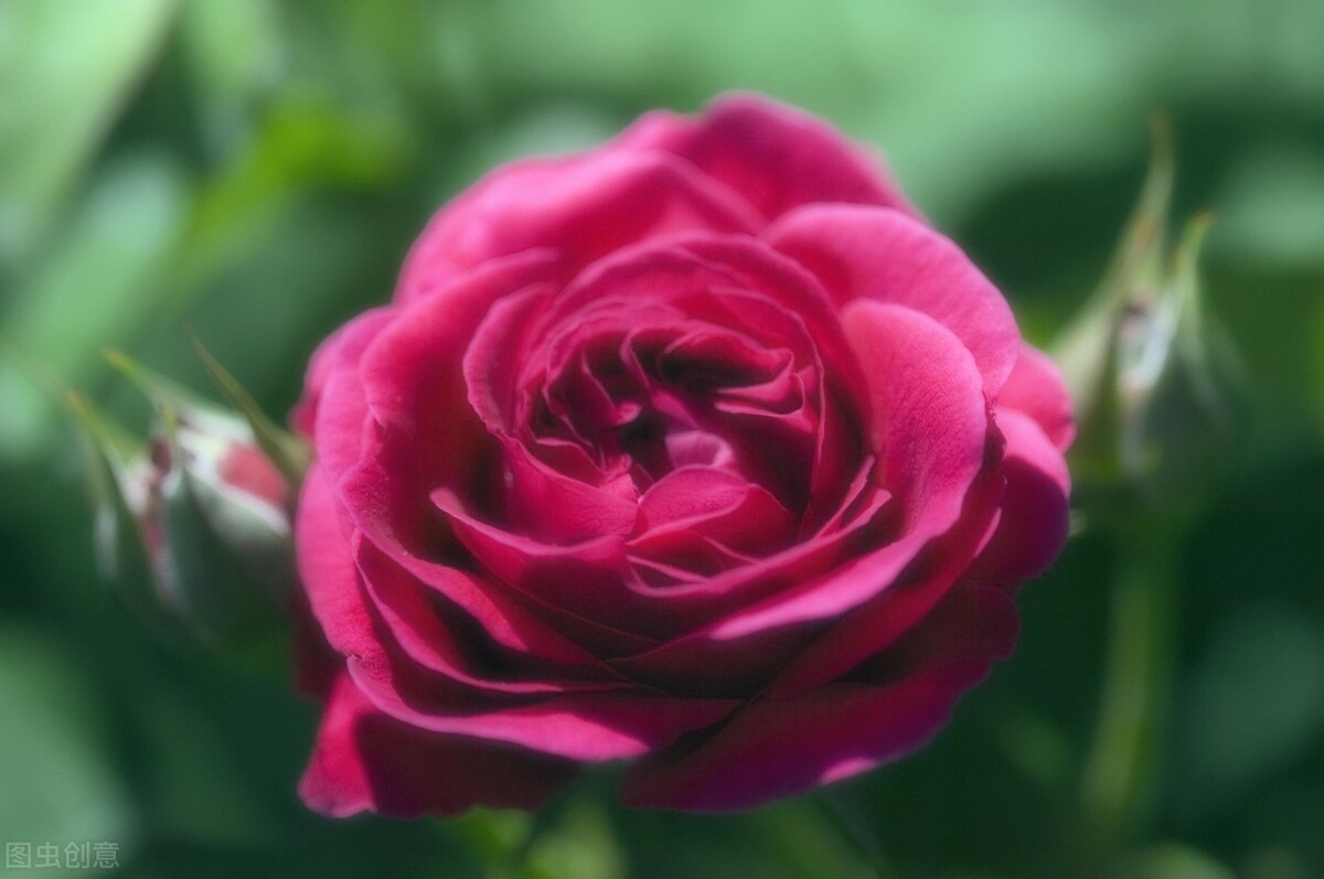 蔷薇花语（不同颜色蔷薇花的花语和寓意介绍）