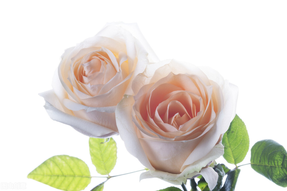 蔷薇花语（不同颜色蔷薇花的花语和寓意介绍）