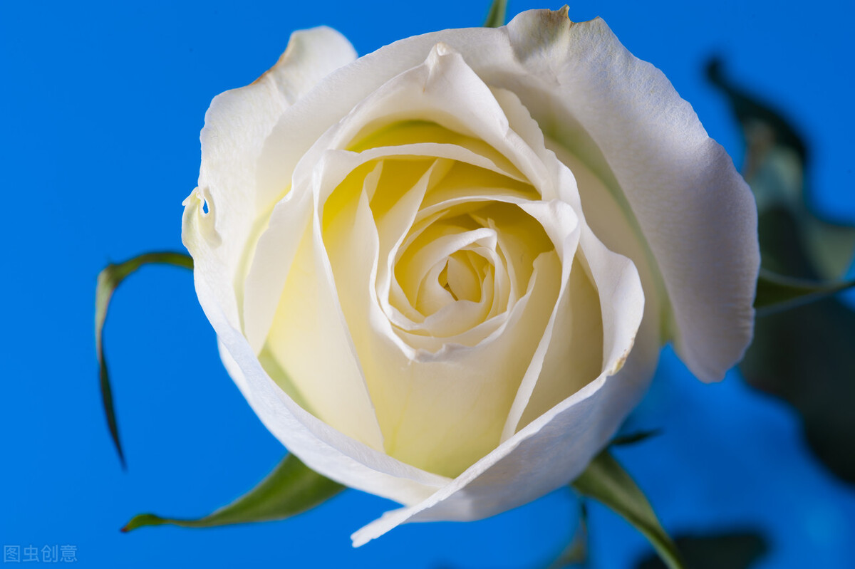 蔷薇花语（不同颜色蔷薇花的花语和寓意介绍）