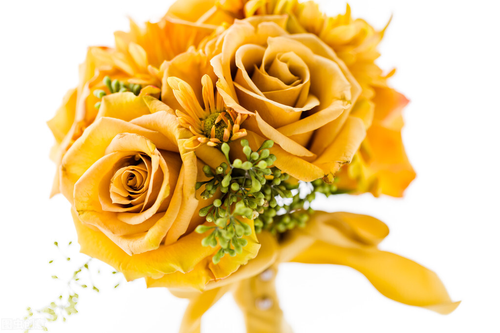 蔷薇花语（不同颜色蔷薇花的花语和寓意介绍）