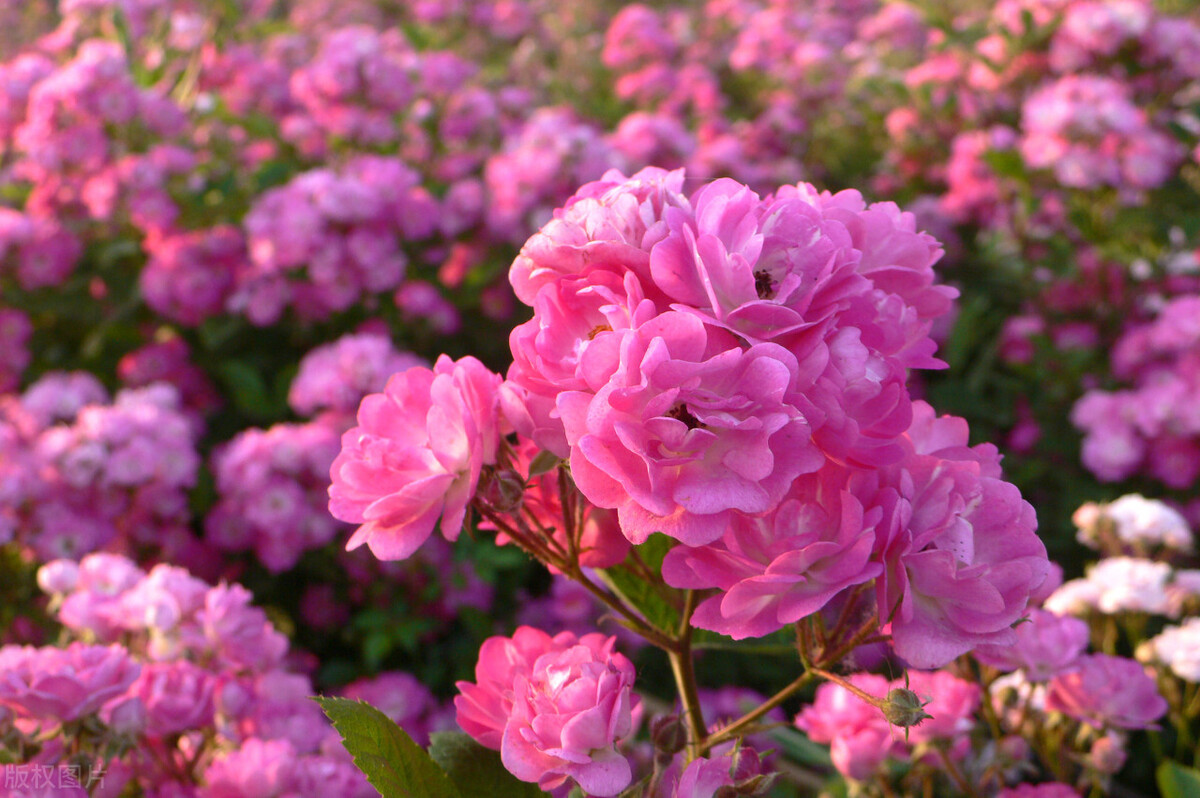 蔷薇花语（不同颜色蔷薇花的花语和寓意介绍）