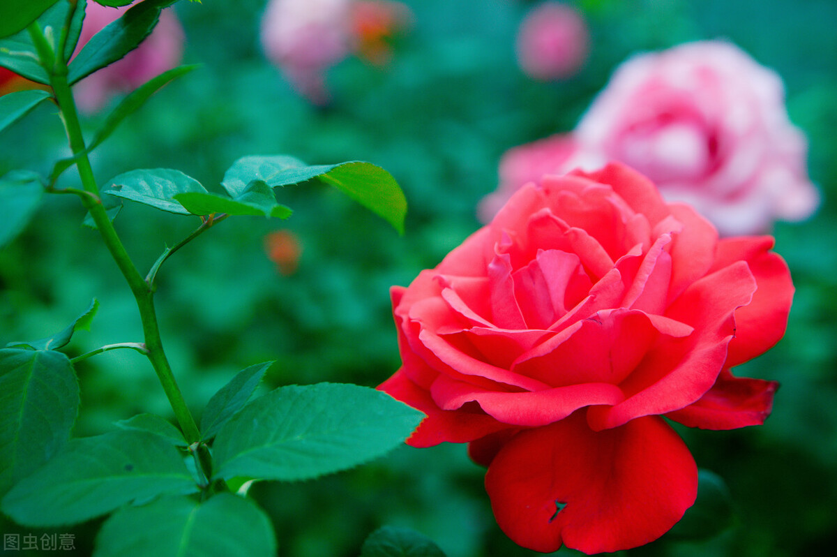蔷薇花语（不同颜色蔷薇花的花语和寓意介绍）