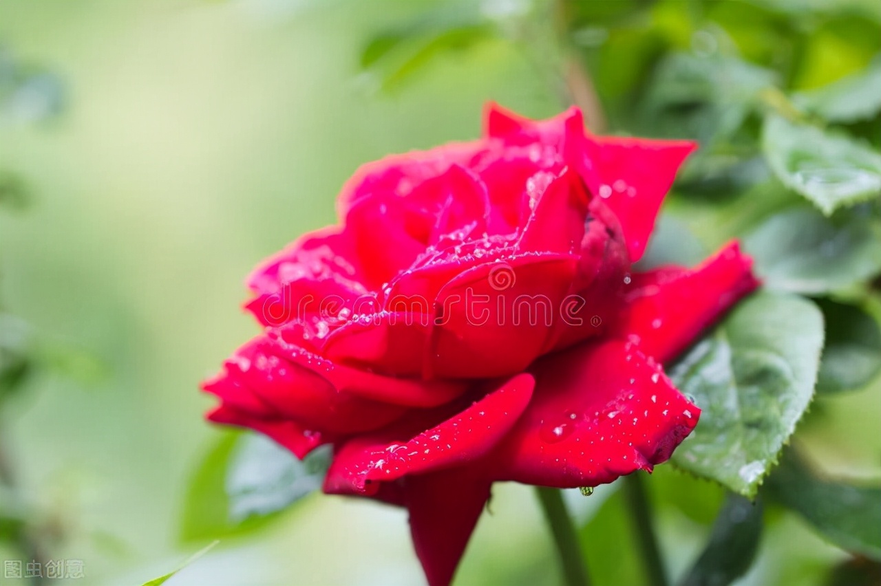 蔷薇花语（不同颜色蔷薇花的花语和寓意介绍）