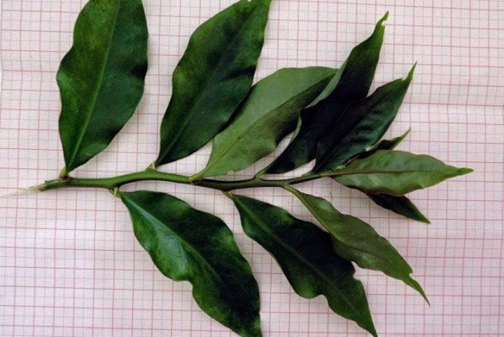 叶仙是什么植物（传说中的嫁接神器叶仙介绍）