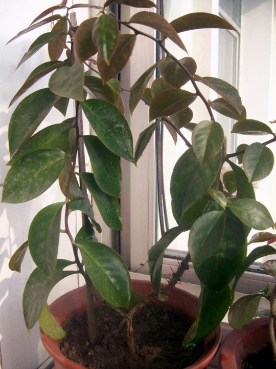 叶仙是什么植物（传说中的嫁接神器叶仙介绍）