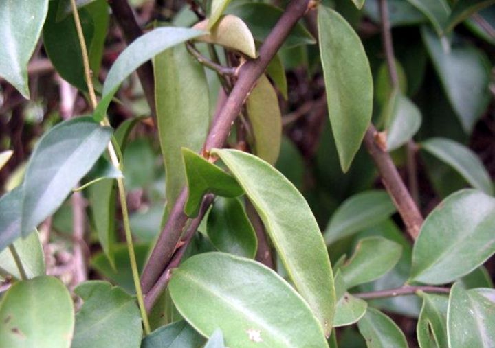 叶仙是什么植物（传说中的嫁接神器叶仙介绍）