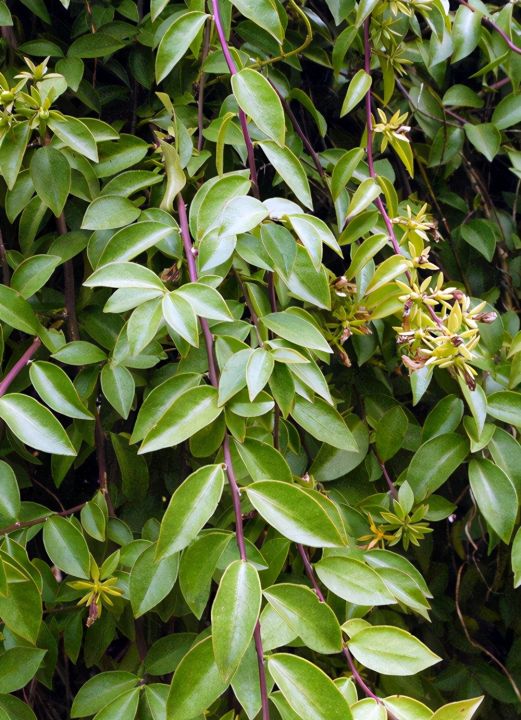 叶仙是什么植物（传说中的嫁接神器叶仙介绍）