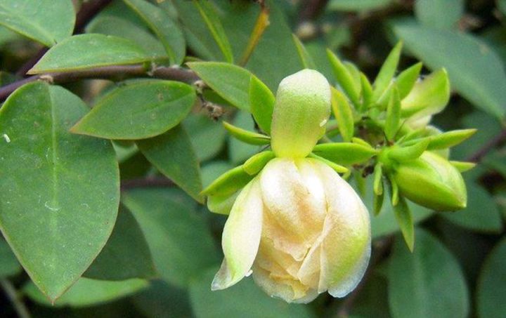 叶仙是什么植物（传说中的嫁接神器叶仙介绍）