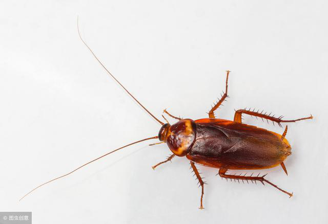 蟑螂最怕三种克星是什么（只需一小块就让蟑螂无影无踪）