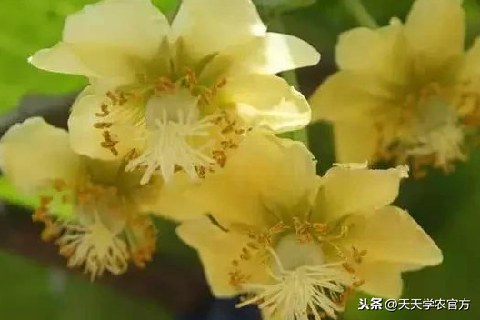 猕猴桃树长什么样（图文讲解猕猴桃树的真实模样）