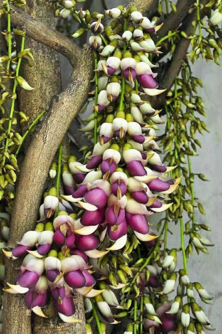 禾雀花开花时间（一文了解禾雀花的开花时长）