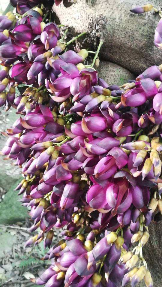 禾雀花开花时间（一文了解禾雀花的开花时长）