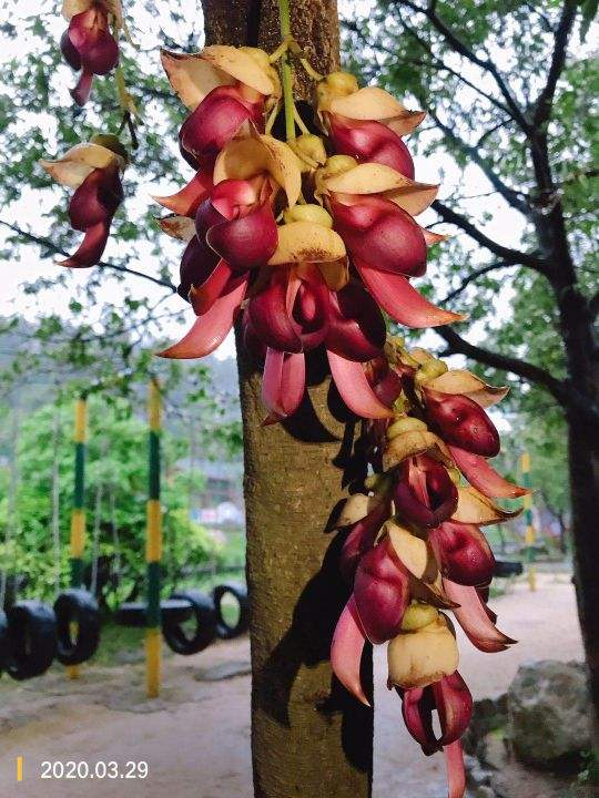 禾雀花开花时间（一文了解禾雀花的开花时长）