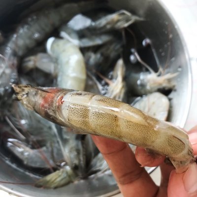 干锅香辣虾的家常做法(史上最好吃的干锅香辣虾做法)