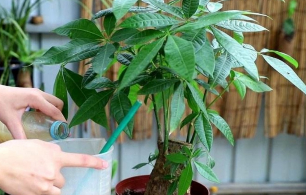 发财树用什么肥料最好（发财树最喜欢的2种肥料）