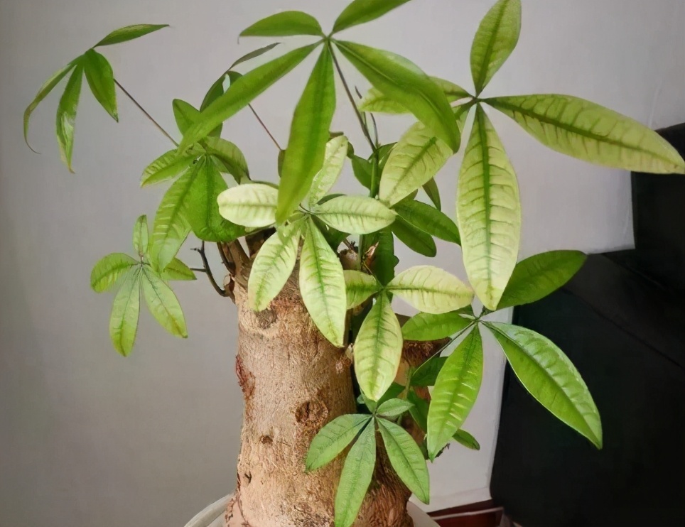 发财树用什么肥料最好（发财树最喜欢的2种肥料）