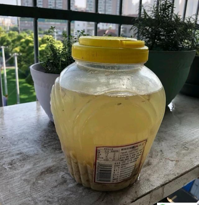 发财树用什么肥料最好（发财树最喜欢的2种肥料）