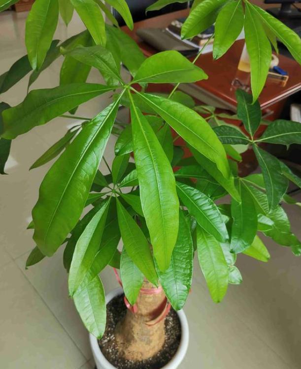 发财树用什么肥料最好（发财树最喜欢的2种肥料）