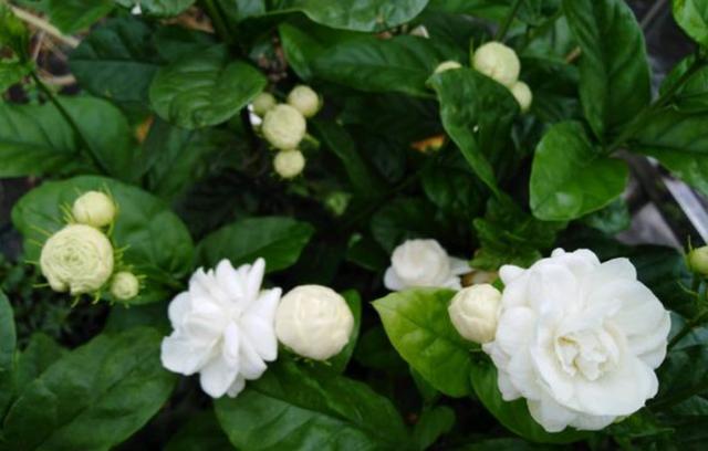 茉莉施什么肥料长得好（最适合茉莉花的2种肥料）