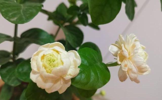 茉莉施什么肥料长得好（最适合茉莉花的2种肥料）