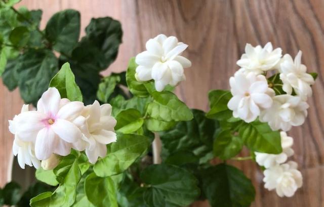 茉莉施什么肥料长得好（最适合茉莉花的2种肥料）