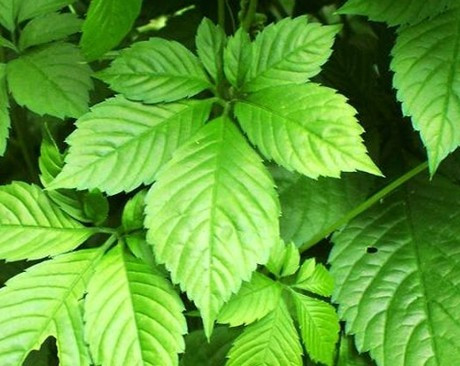 天堂草是什么（被誉为“南方人参”天堂草的主要功效）