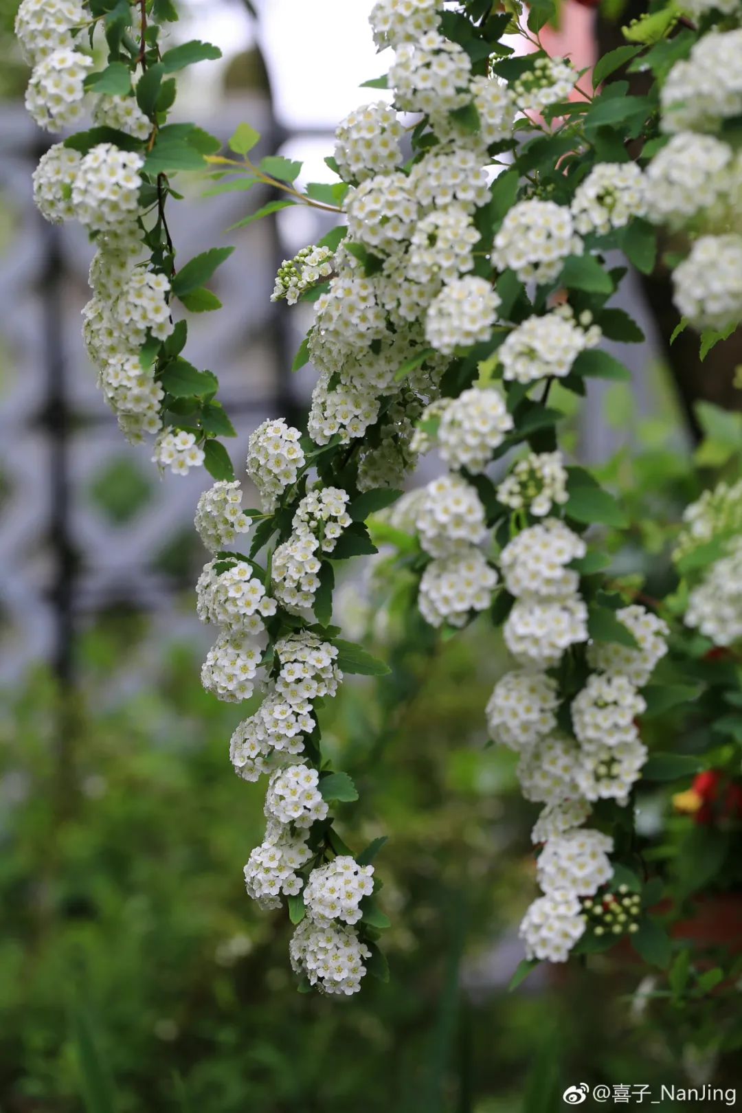 小手球花图片（白色系列开花胜雪的鲜花推荐）