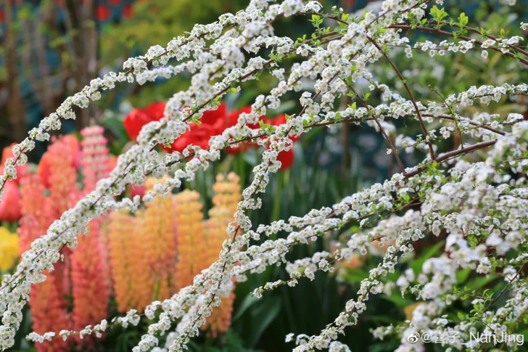 小手球花图片（白色系列开花胜雪的鲜花推荐）