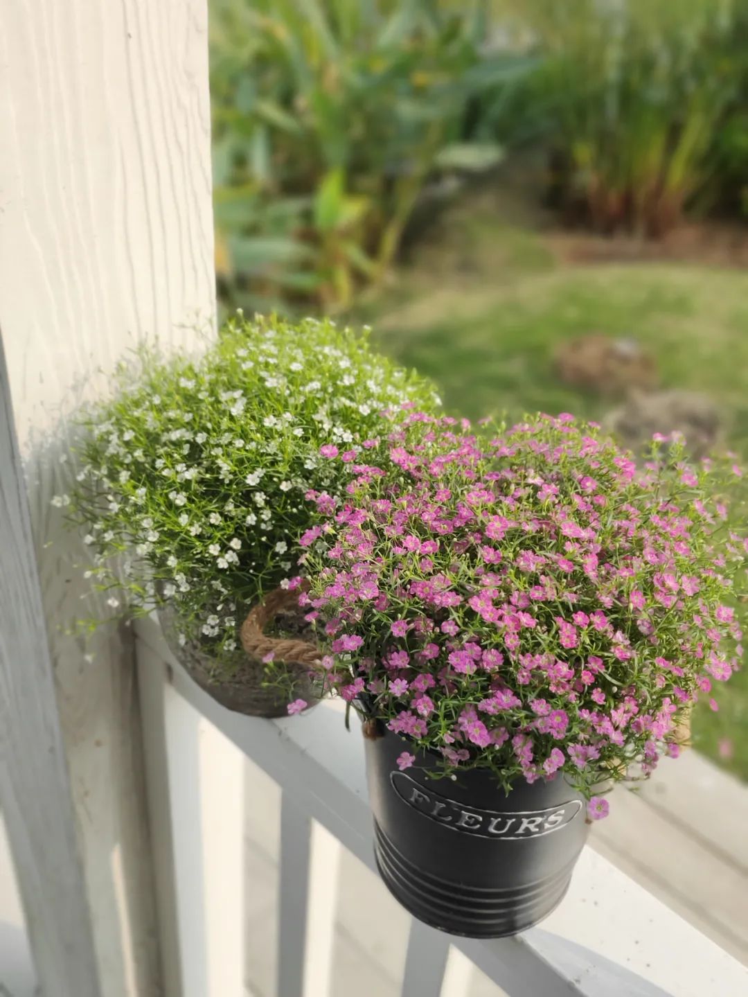 小手球花图片（白色系列开花胜雪的鲜花推荐）