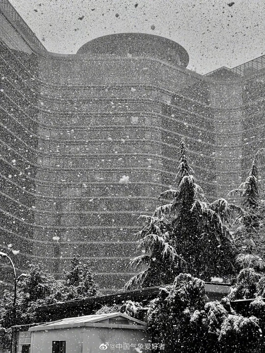 小手球花图片（白色系列开花胜雪的鲜花推荐）