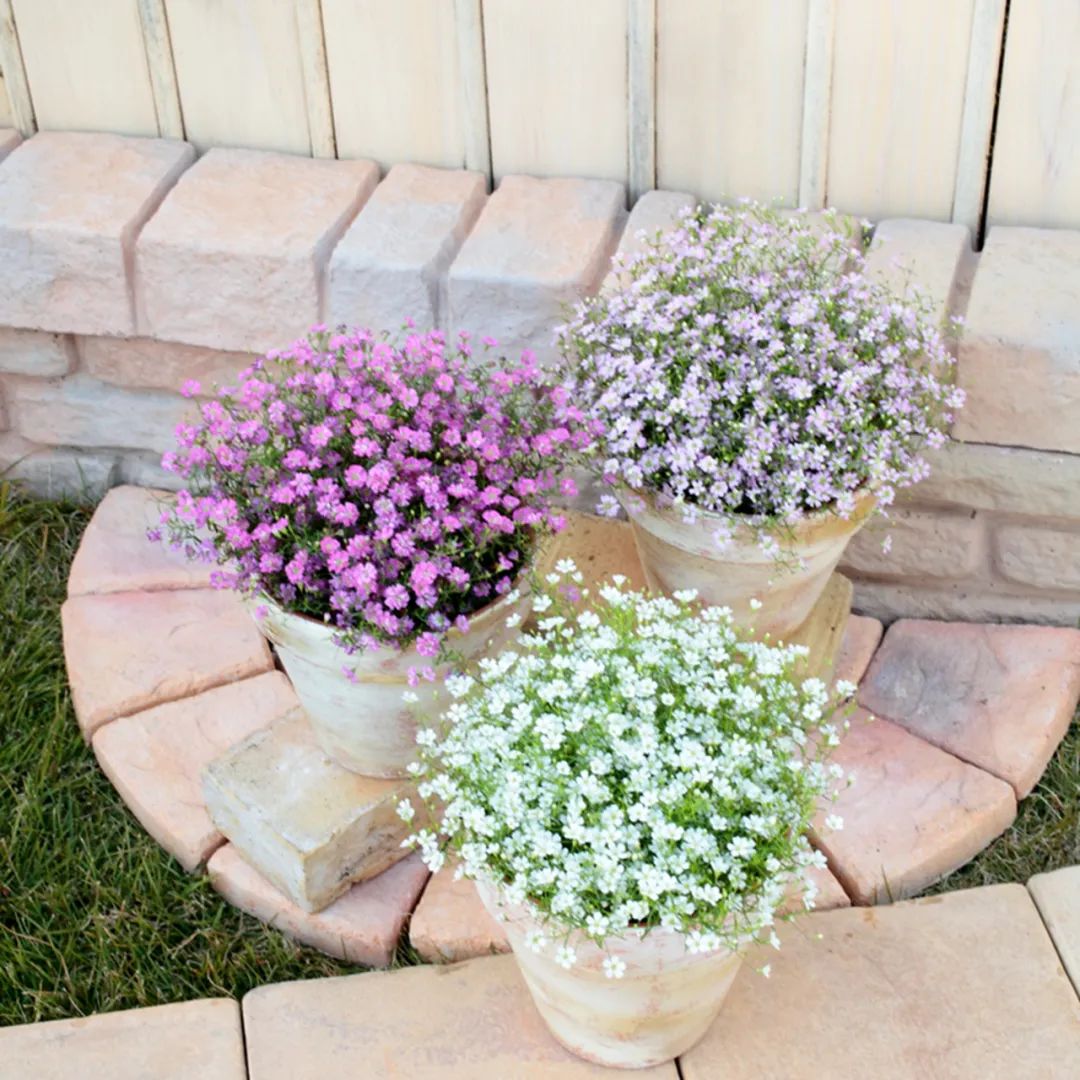 小手球花图片（白色系列开花胜雪的鲜花推荐）