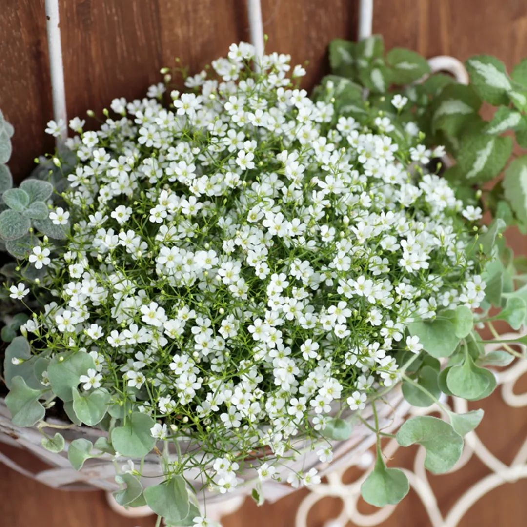 小手球花图片（白色系列开花胜雪的鲜花推荐）