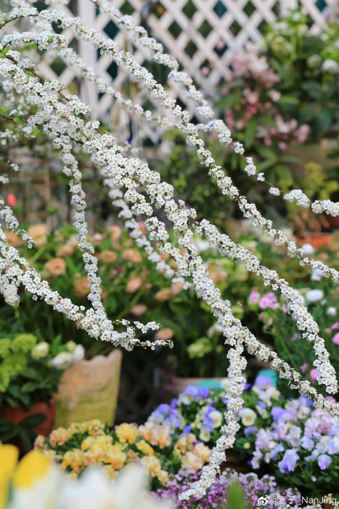 小手球花图片（白色系列开花胜雪的鲜花推荐）