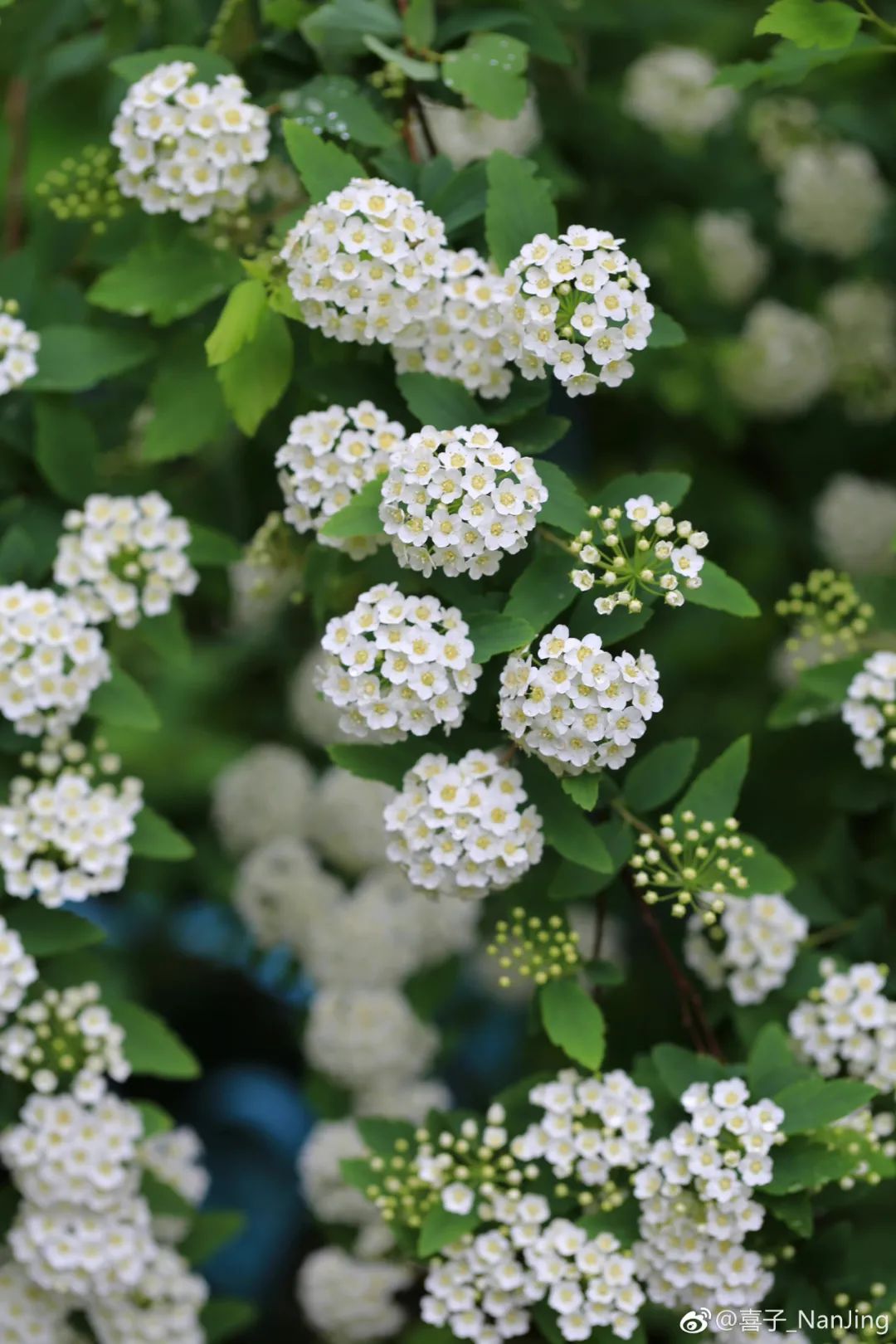 小手球花图片（白色系列开花胜雪的鲜花推荐）
