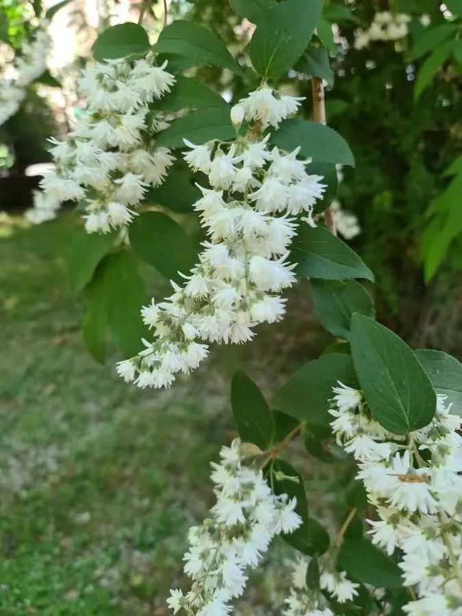 小手球花图片（白色系列开花胜雪的鲜花推荐）