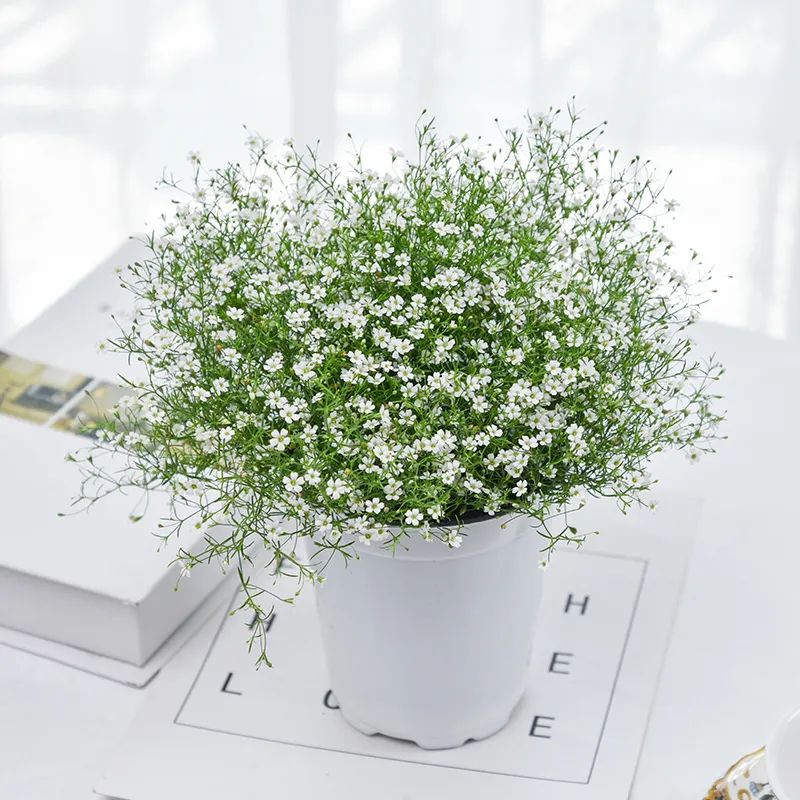 小手球花图片（白色系列开花胜雪的鲜花推荐）