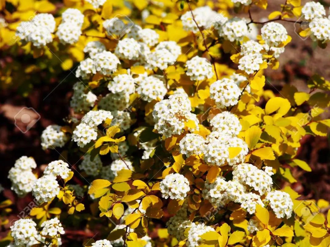 小手球花图片（白色系列开花胜雪的鲜花推荐）