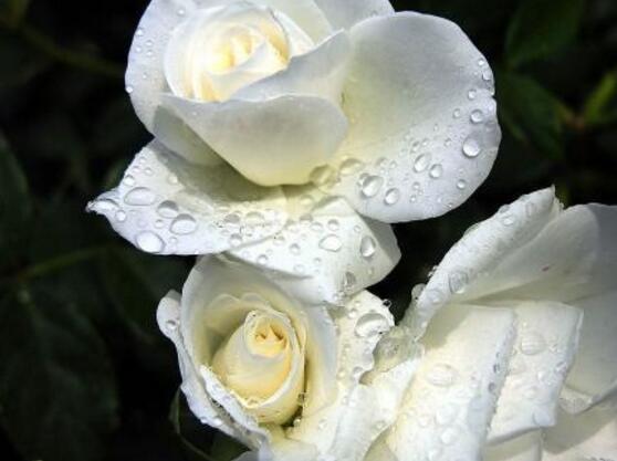 白色蔷薇花图片（白色蔷薇花的主要特点介绍）