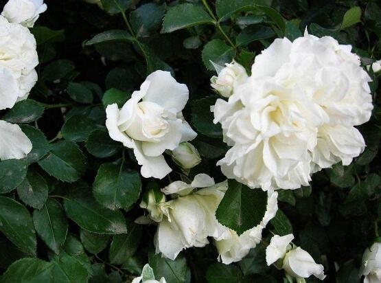 白色蔷薇花图片（白色蔷薇花的主要特点介绍）