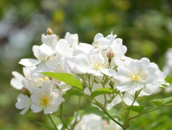 白色蔷薇花图片（白色蔷薇花的主要特点介绍）