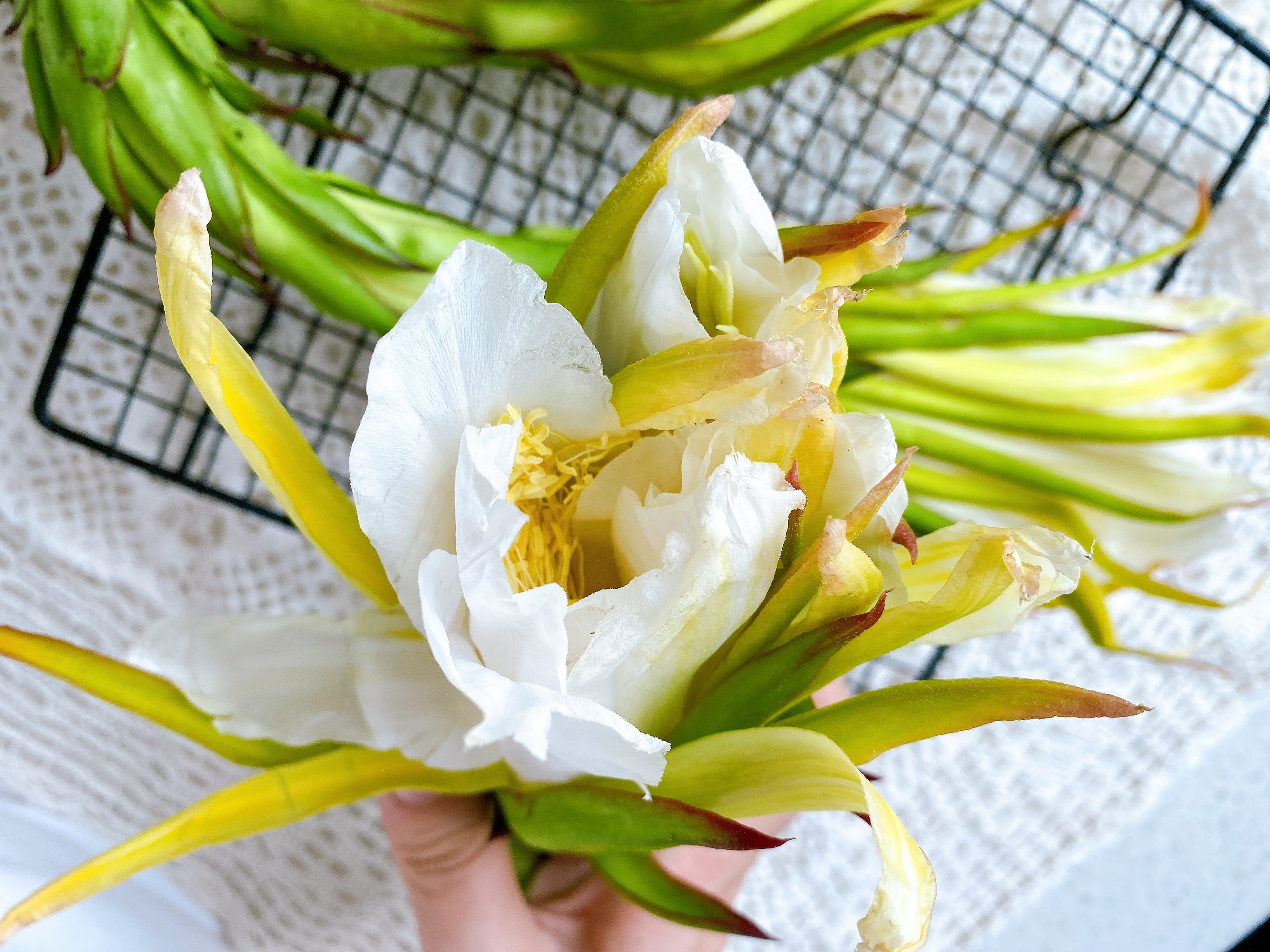 火龙果枝条能吃吗（火龙果花美食烹饪教程）