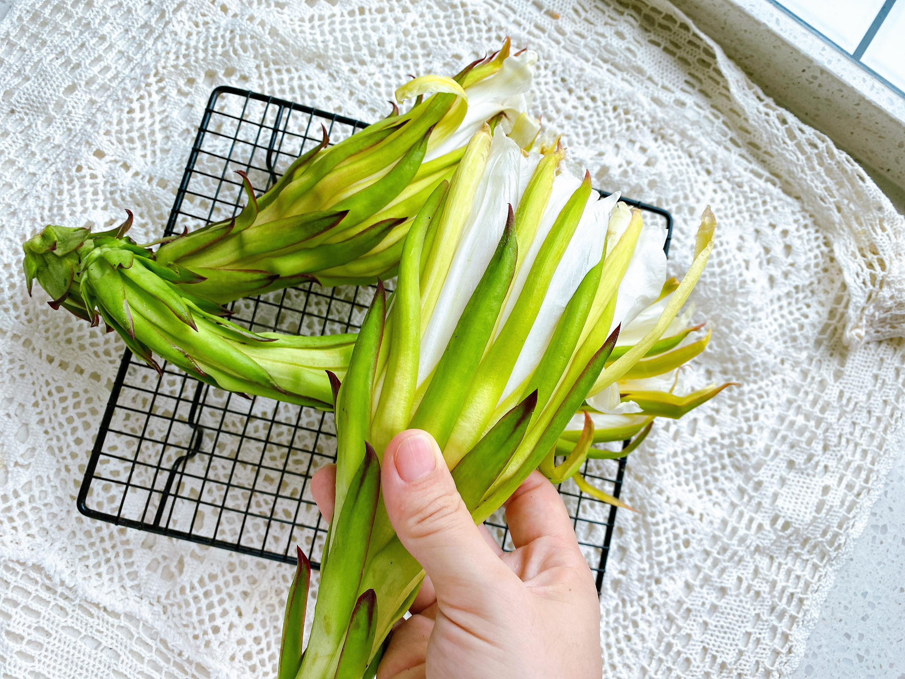 火龙果枝条能吃吗（火龙果花美食烹饪教程）