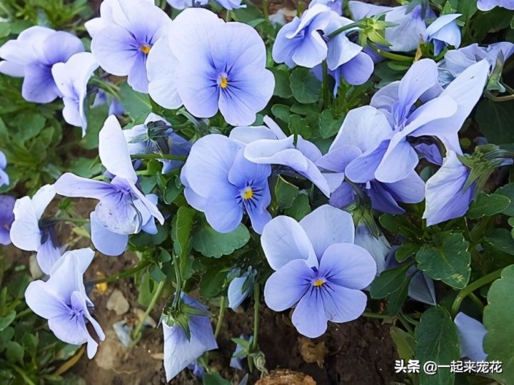 最美的花图片（盘点开得最好看的10款花）