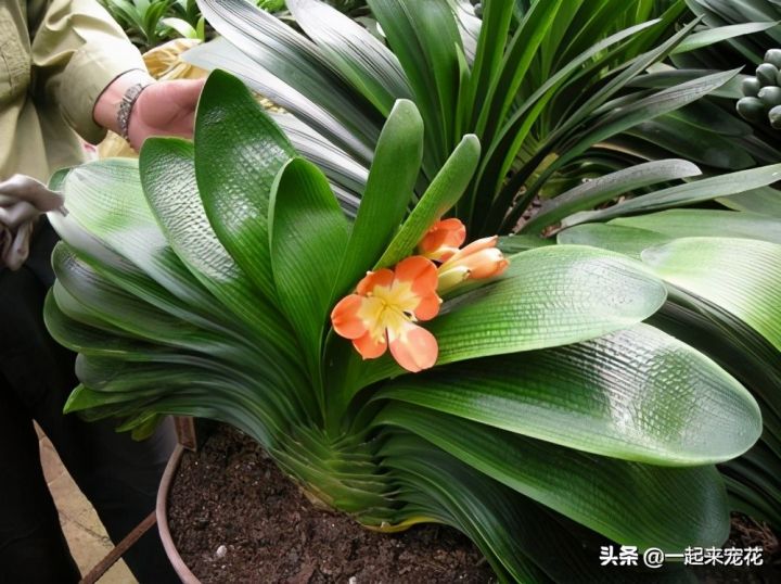 最美的花图片（盘点开得最好看的10款花）