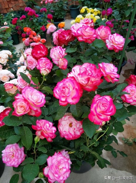 最美的花图片（盘点开得最好看的10款花）