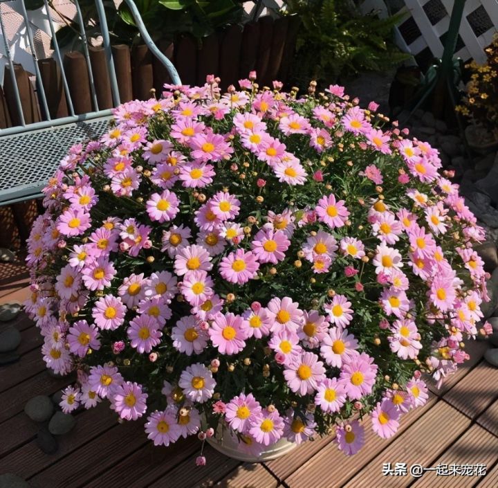 最美的花图片（盘点开得最好看的10款花）