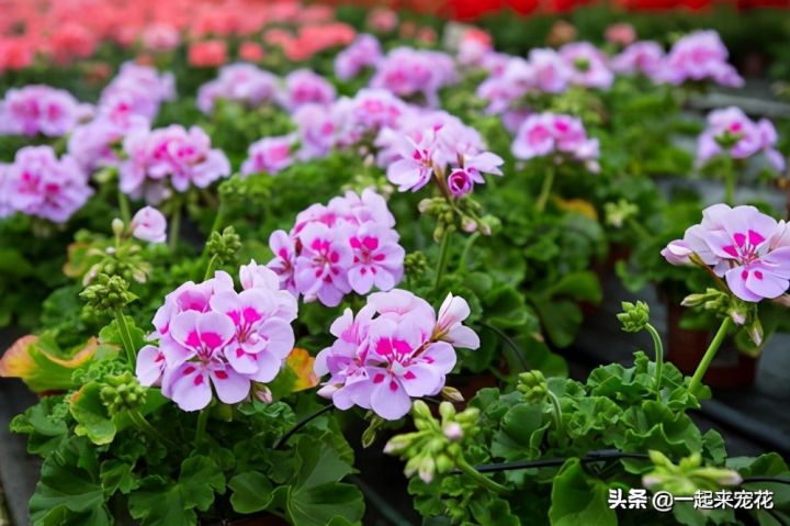 最美的花图片（盘点开得最好看的10款花）